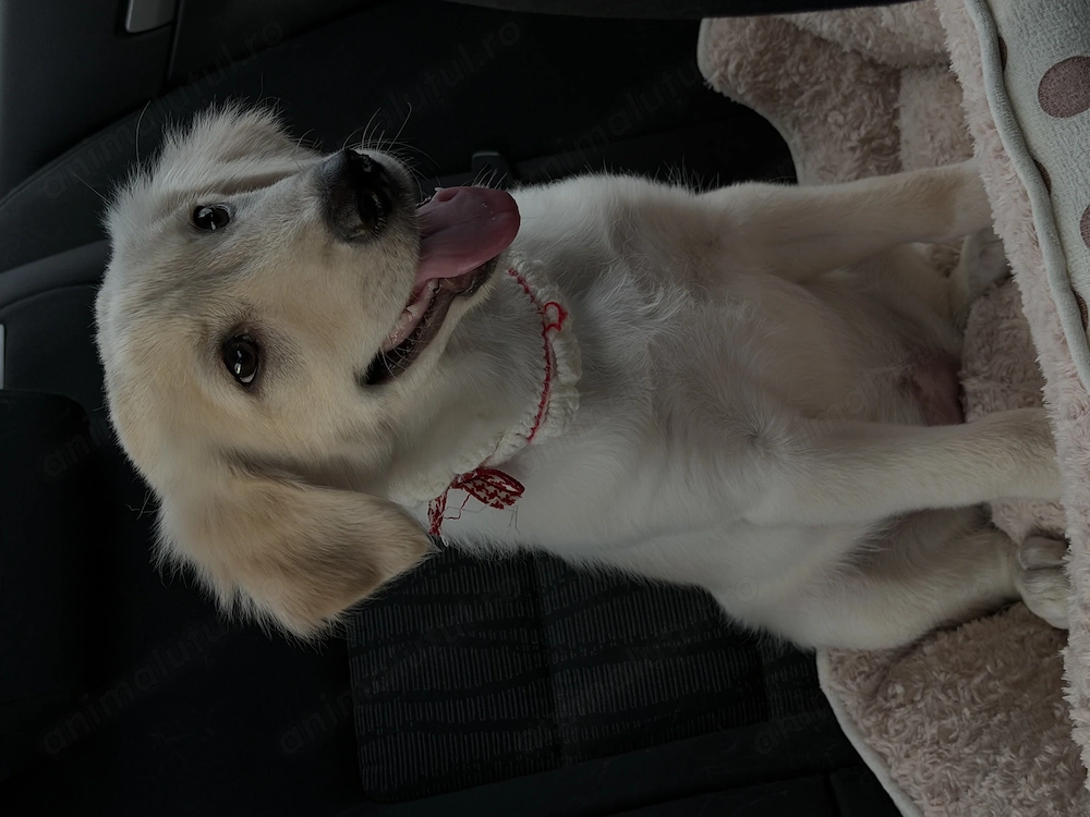 Adoptie pui golden retriever 