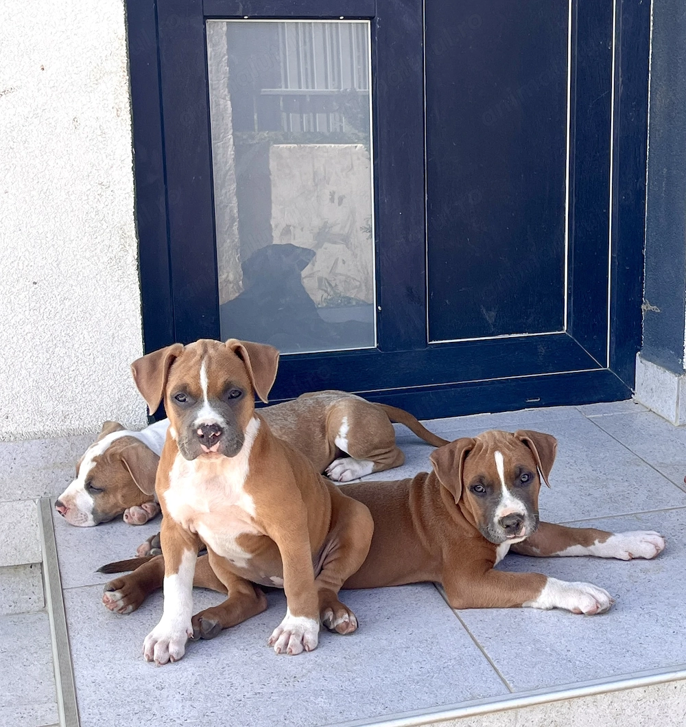 Pui Amstaff cu pedigree 