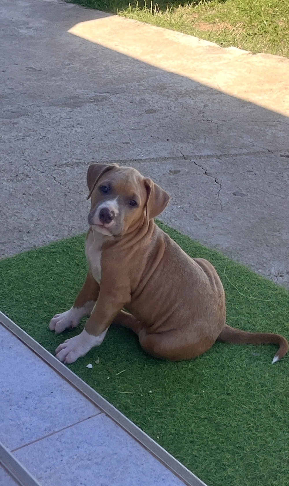 Mascul Amstaff cu pedigree 