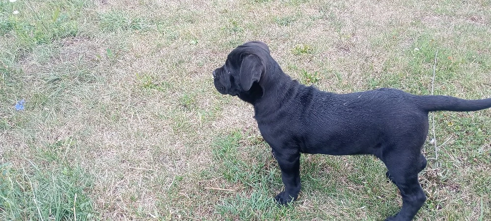 femela Cane corso 