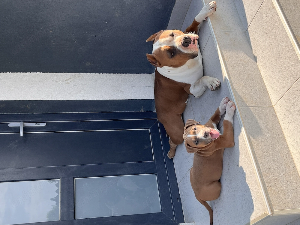 Mascul Amstaff cu pedigree 