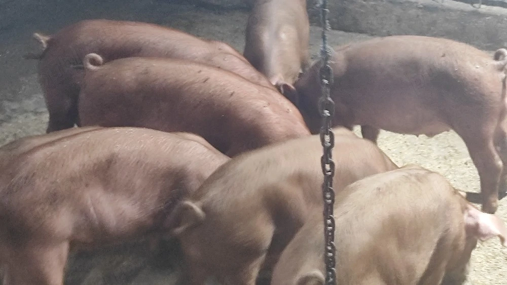 Purcei Duroc pur