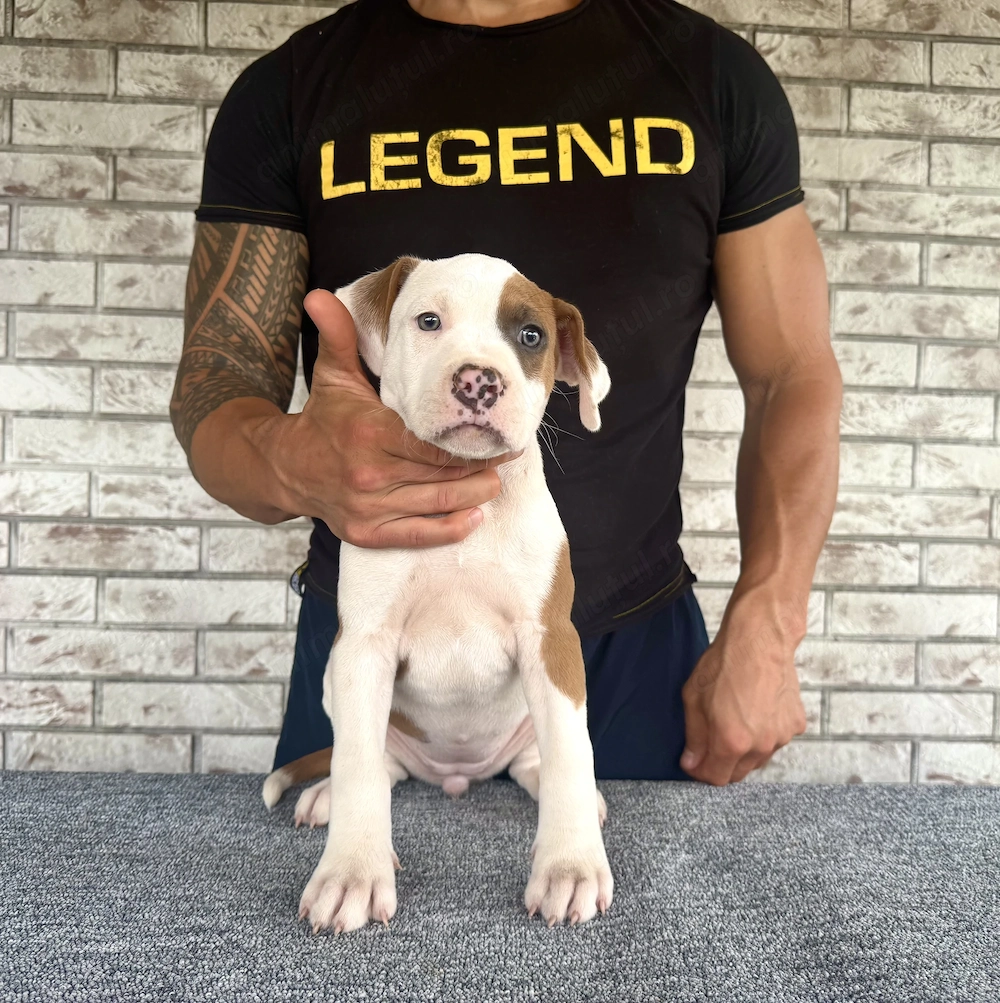 Femelă Amstaff cu pedigree 