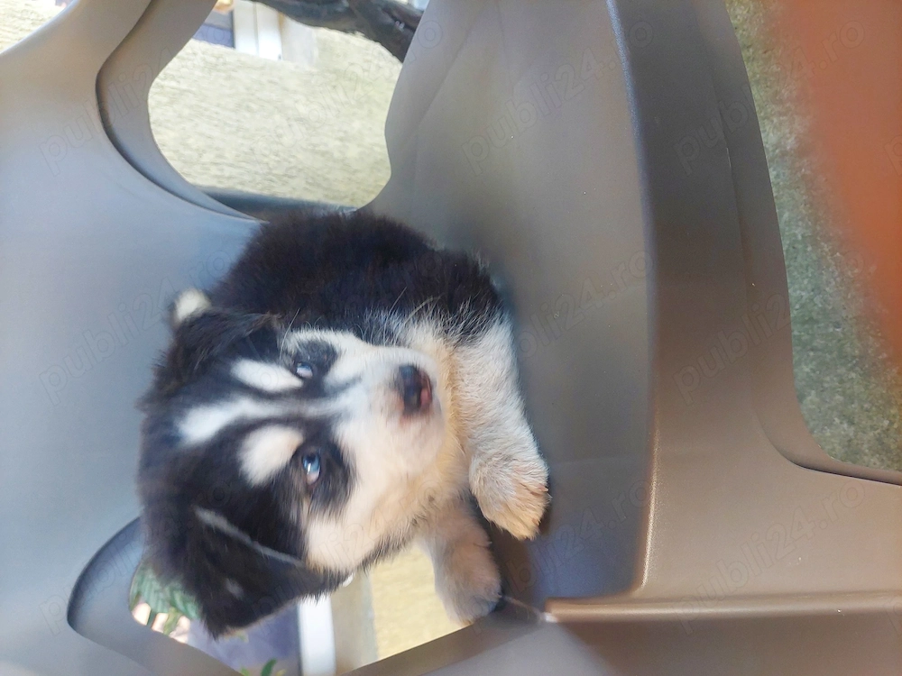 Vând cățel husky nou