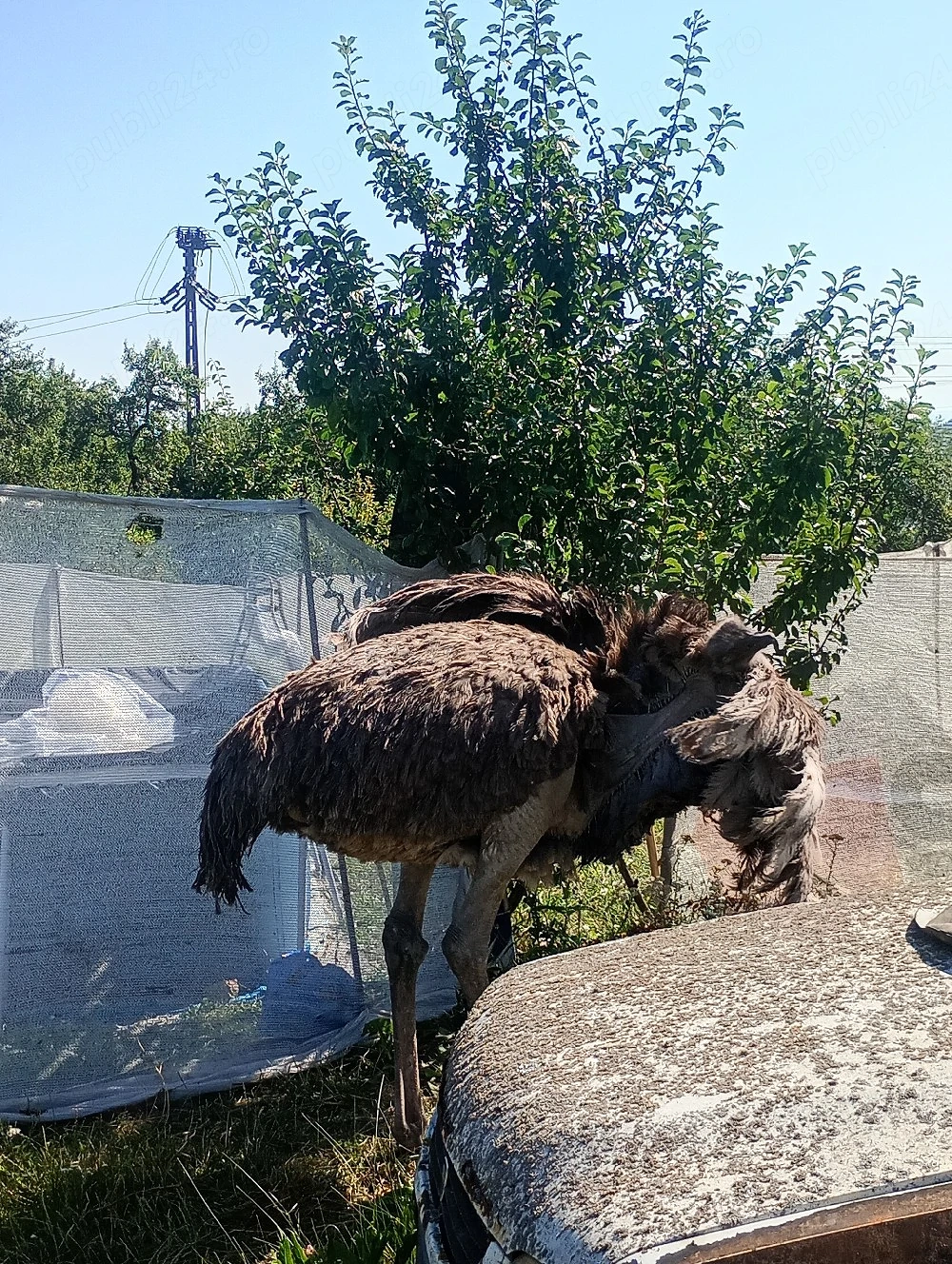 vand urgent struti 3 ani