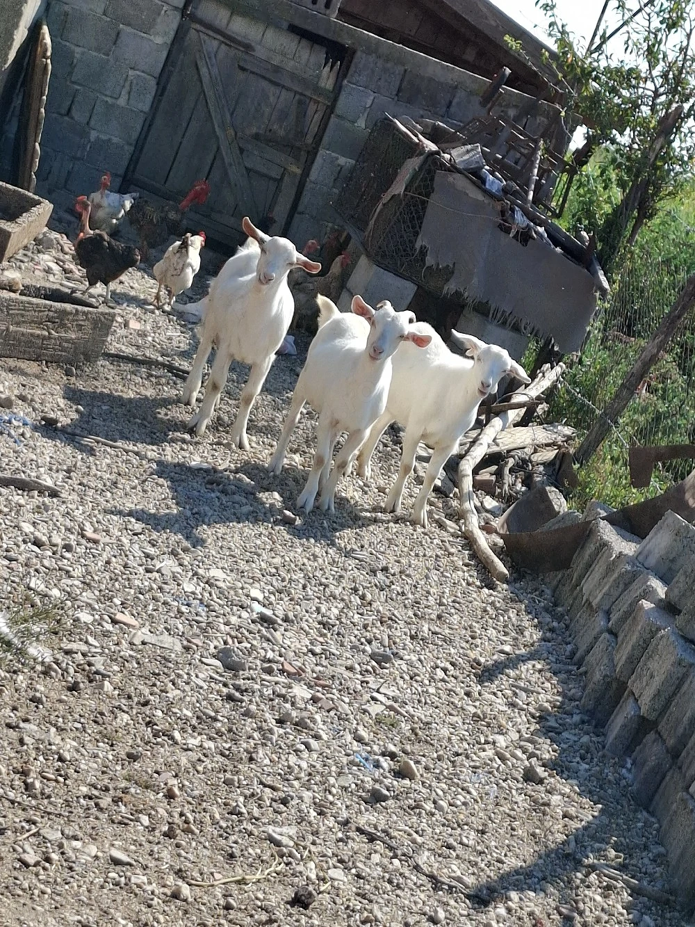 Vand ieduțe 