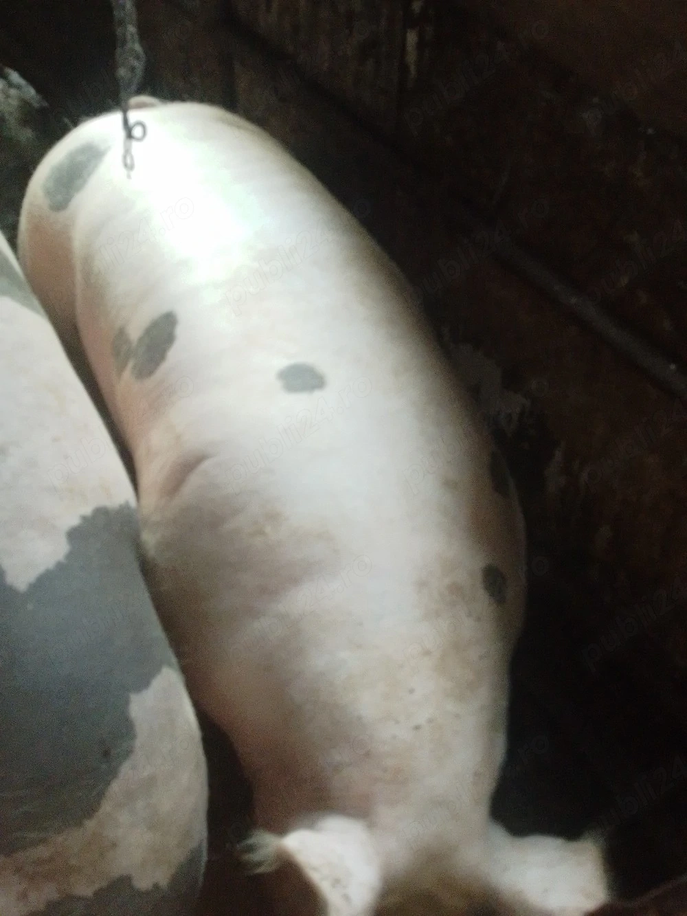 porci grași pentru sacrificare
