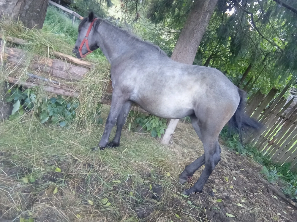 Vand mânză de 11 luni foarte cuminte 