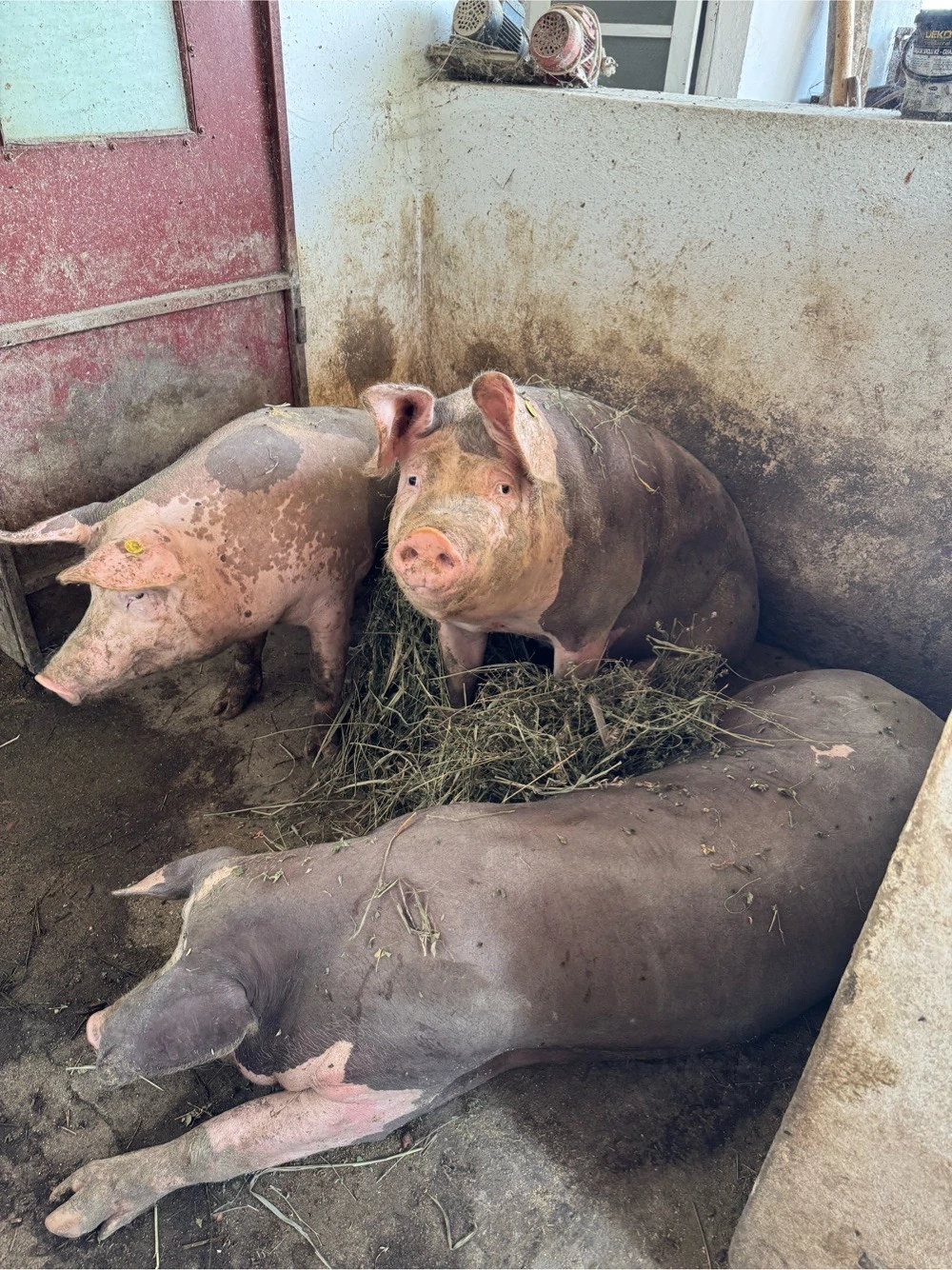 Porci de vanzare 