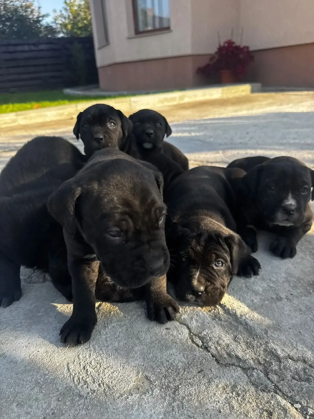 Pui de cane corso
