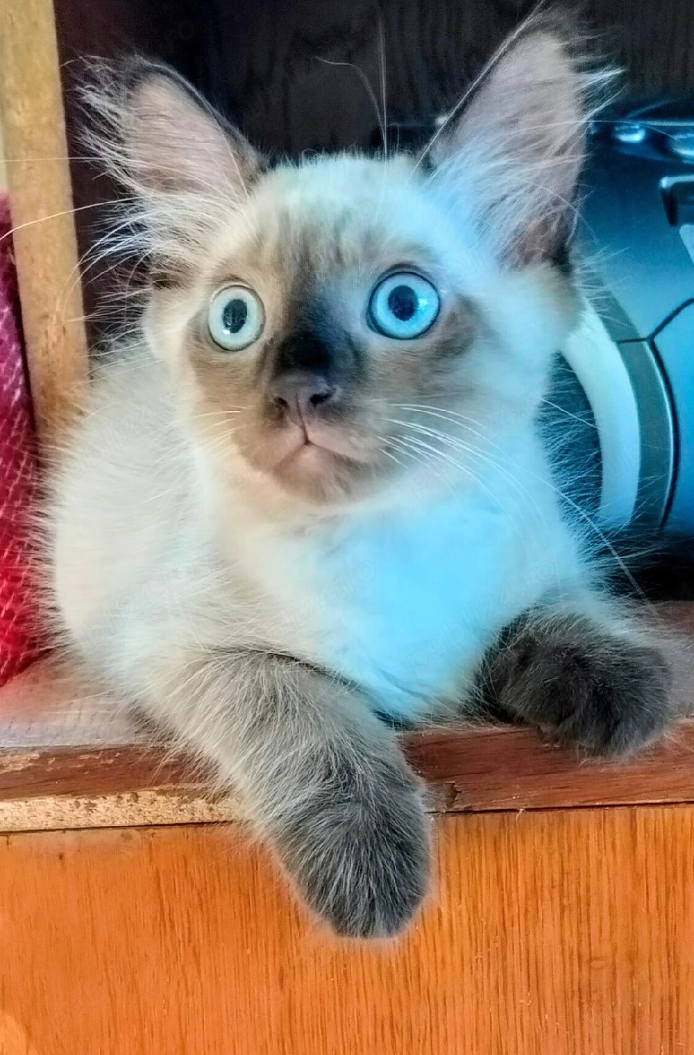 Ragdoll băieți 