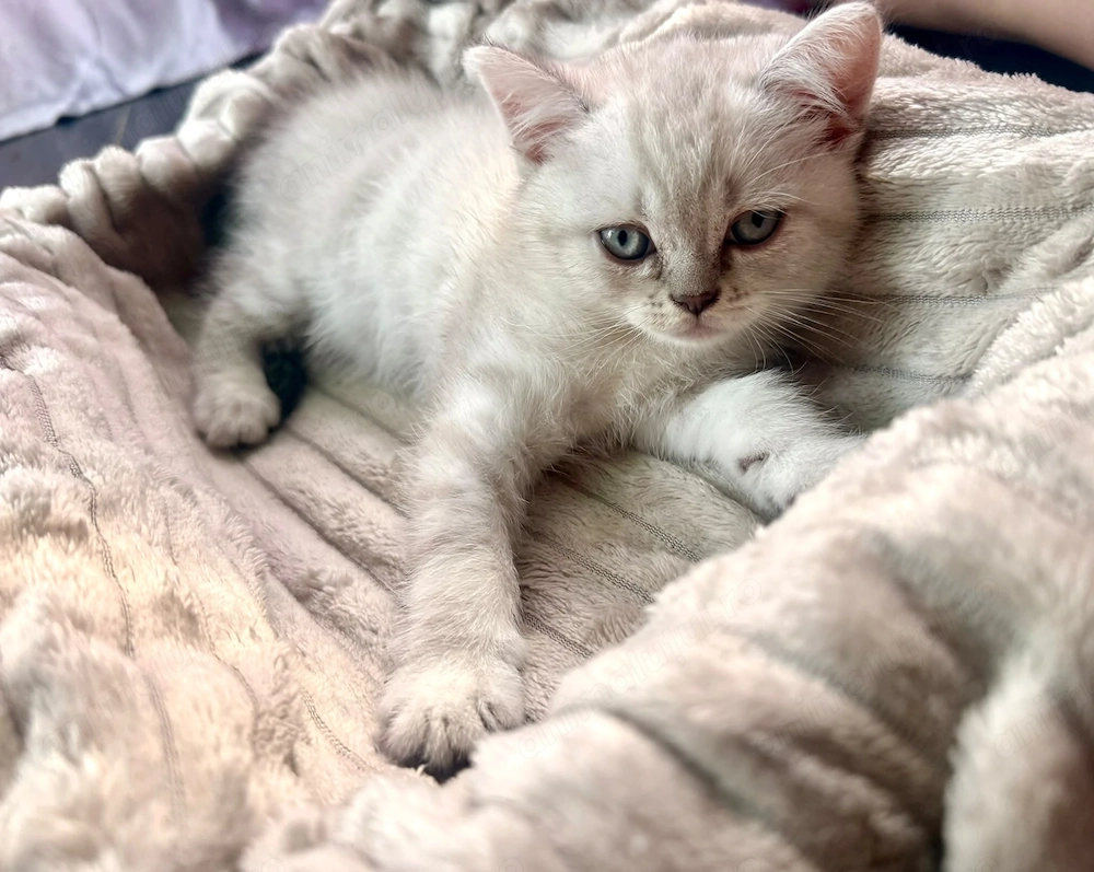Baietel British shorthair silver shaded