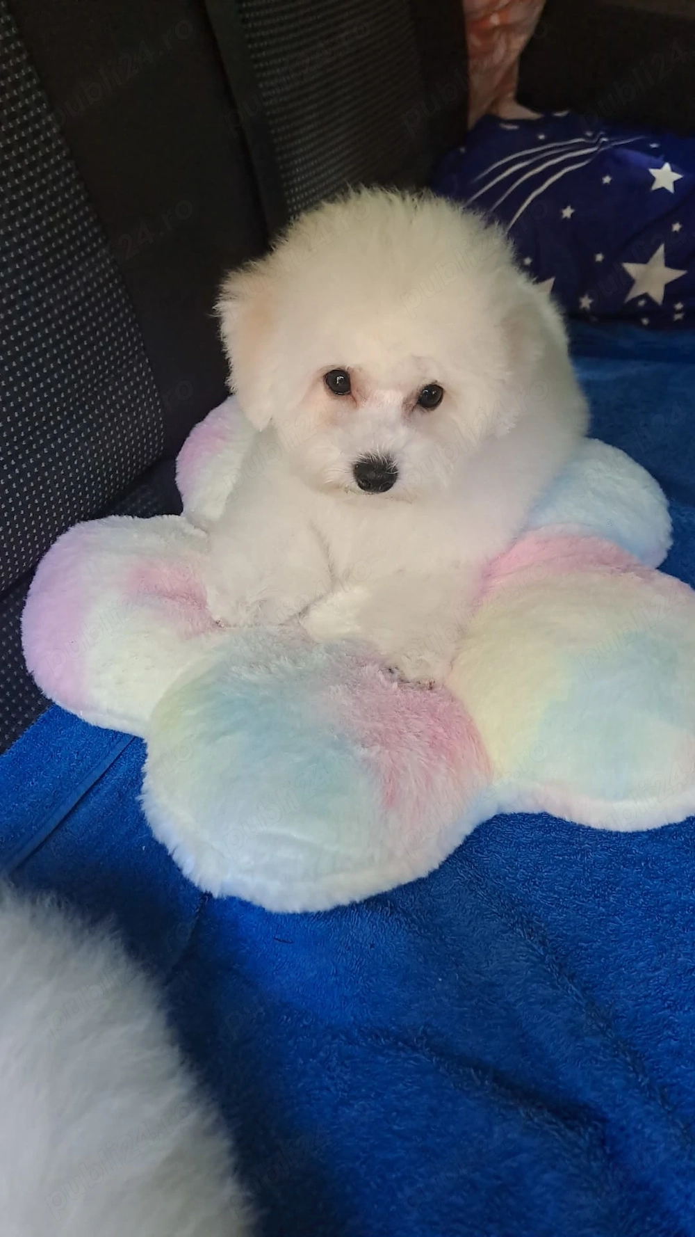 Pui Bichon frise 