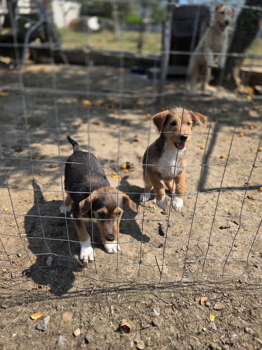 Donez 2 cățeluși (mamă fox terrier)
