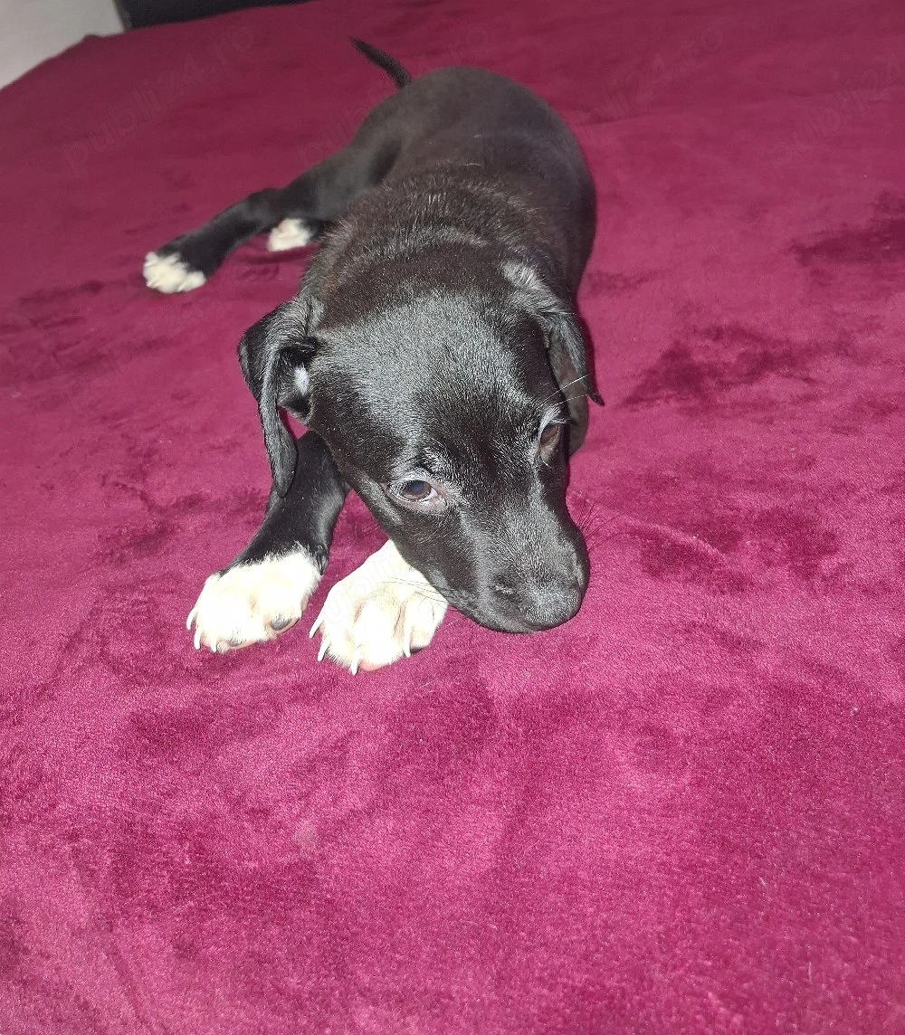 vand pui Amstaff
