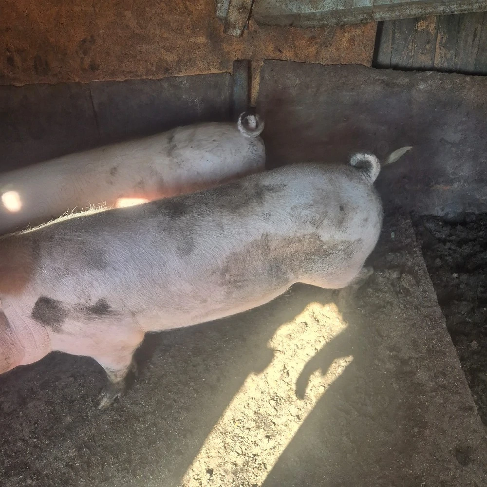 vand porci 