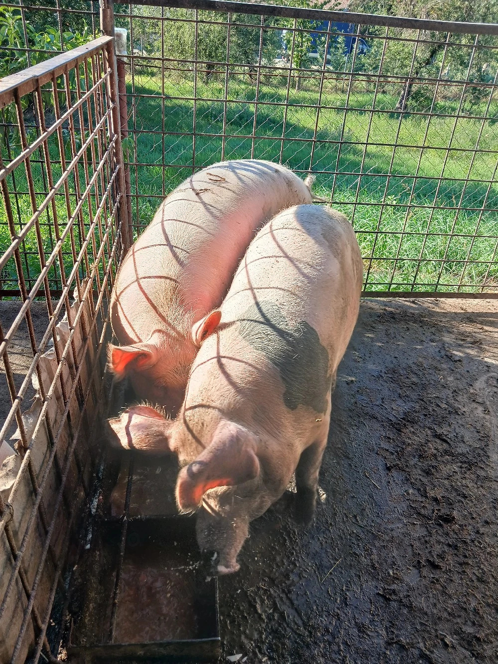 Vind porci .