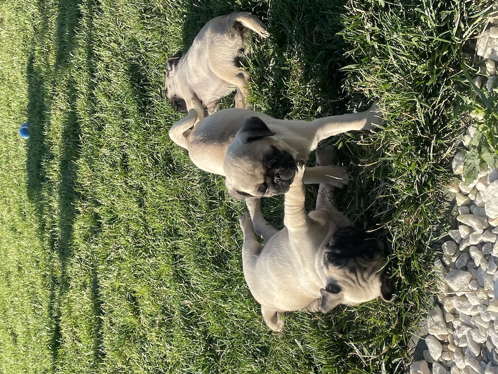 Căței mops pug (fetițe)
