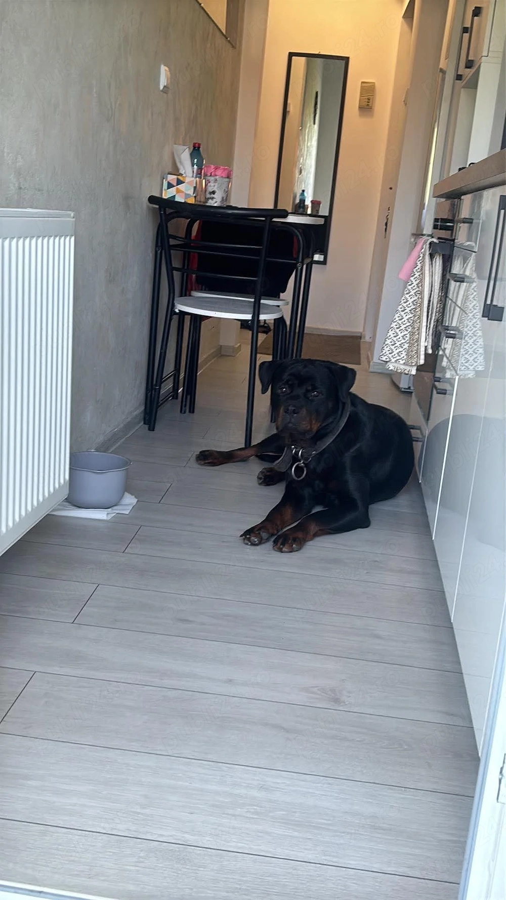 Rottweiler de un an de vânzare 