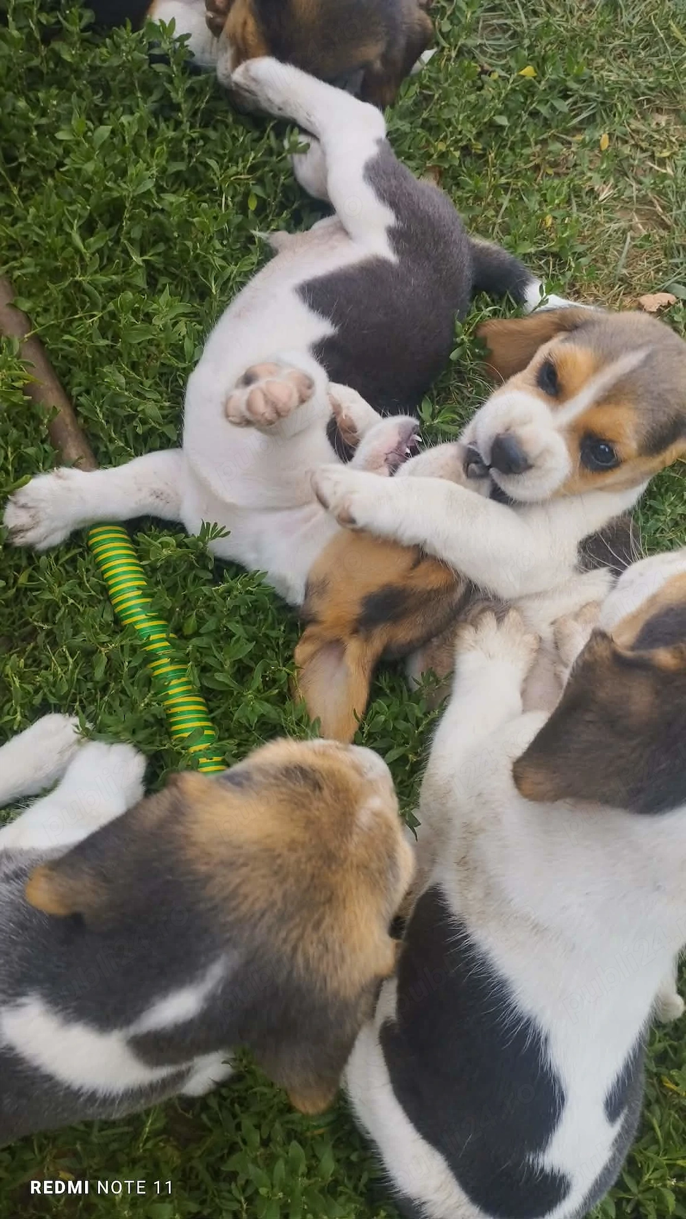 Vând căței Beagle   sănătoși și jucăuși!   