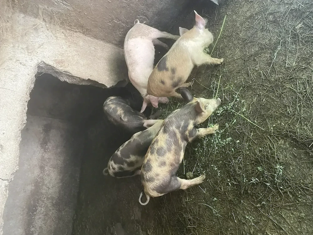 Purcei de vanzare