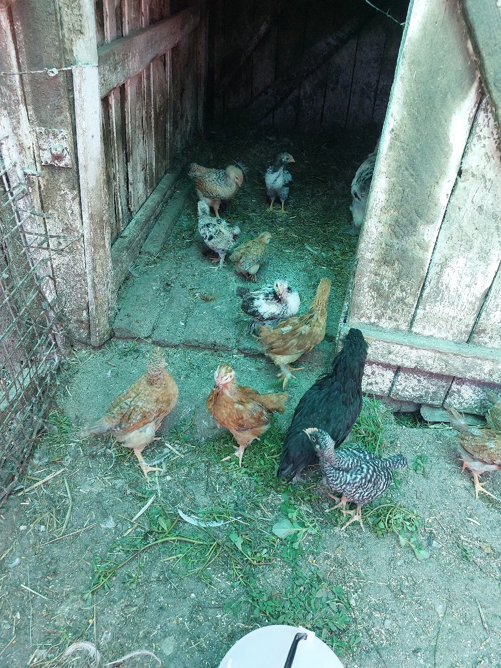 Vând pui de casă de 6 săptămâni. 