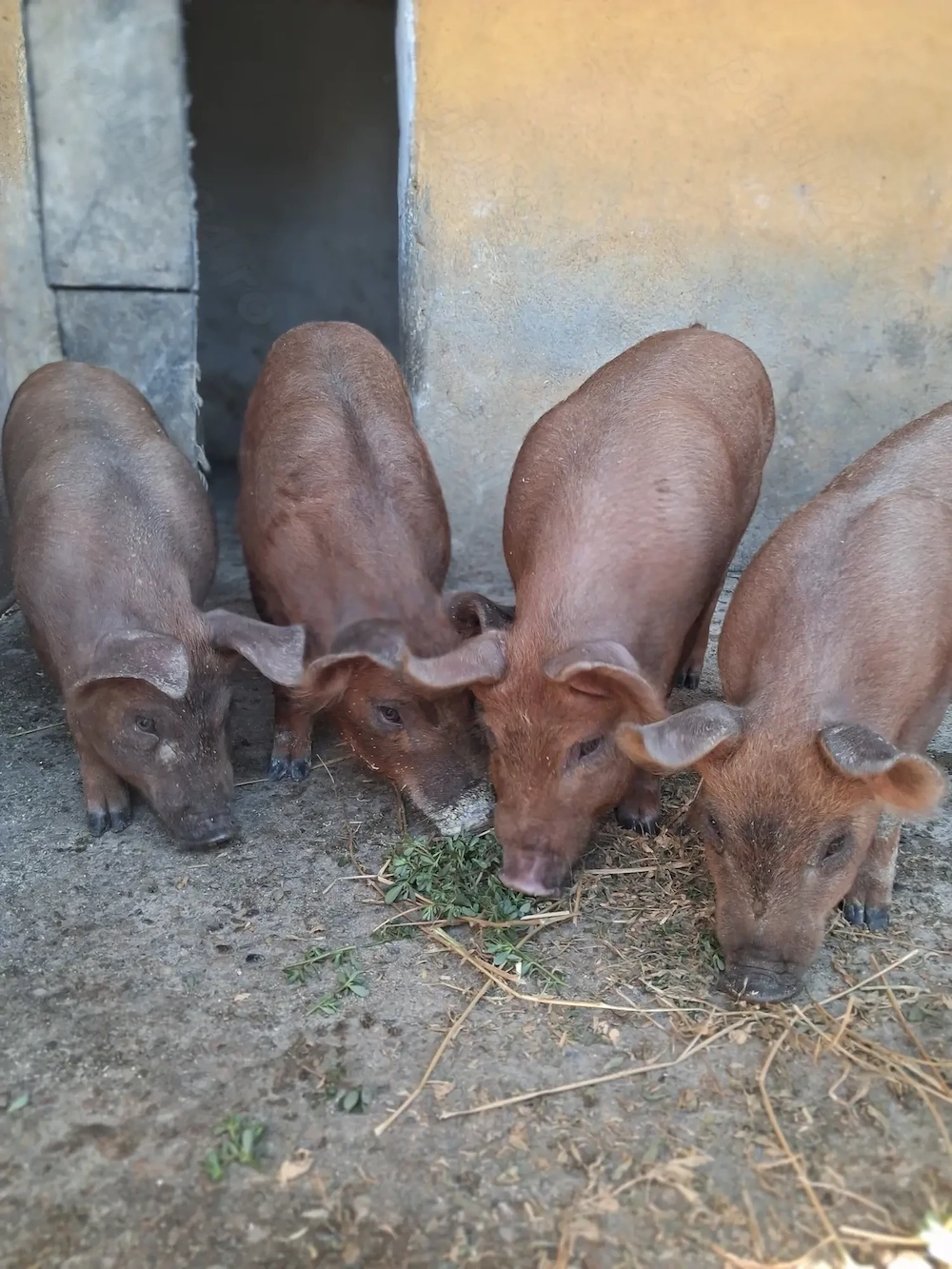 de vanzare 4 soldănei 3 luni ofer transport