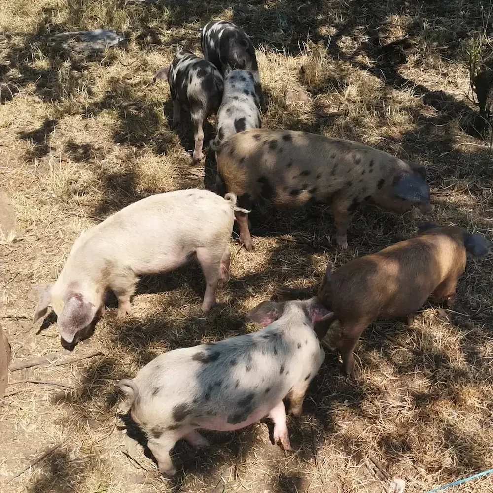 Șoldănei de vânzare