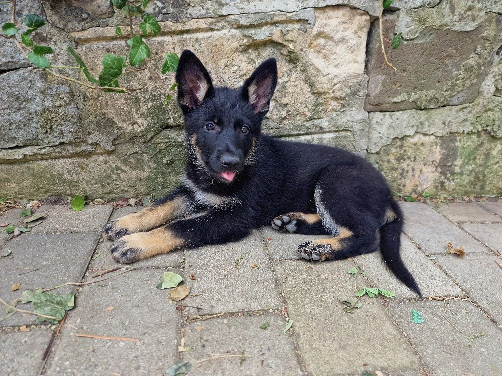 Femela ciobanesc german linia de lucru 