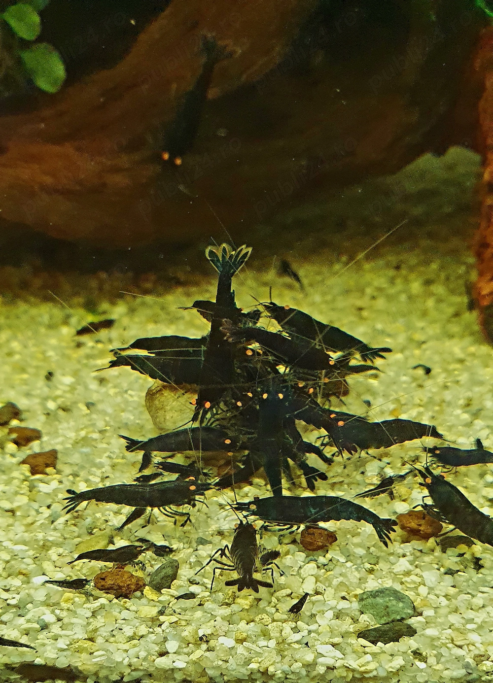 Ultimele exemplare de creveti Caridina cu ochi portocalii