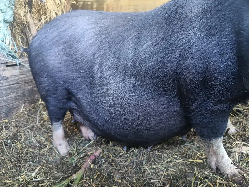 purcei porci vietnamezi