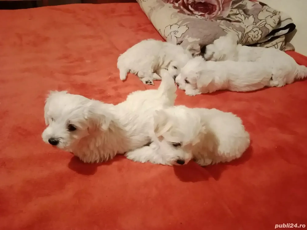 Vând căței bichoni! 