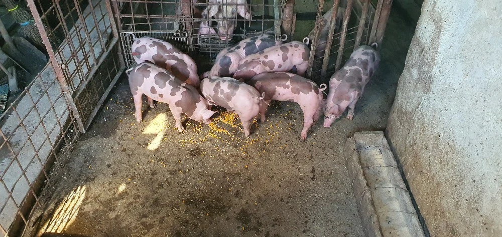 purcei pietrain 7 saptamini