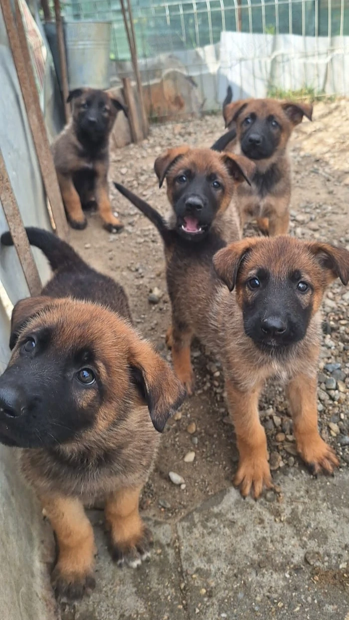 Vând pui de Ciobănesc Belgian Malinois,