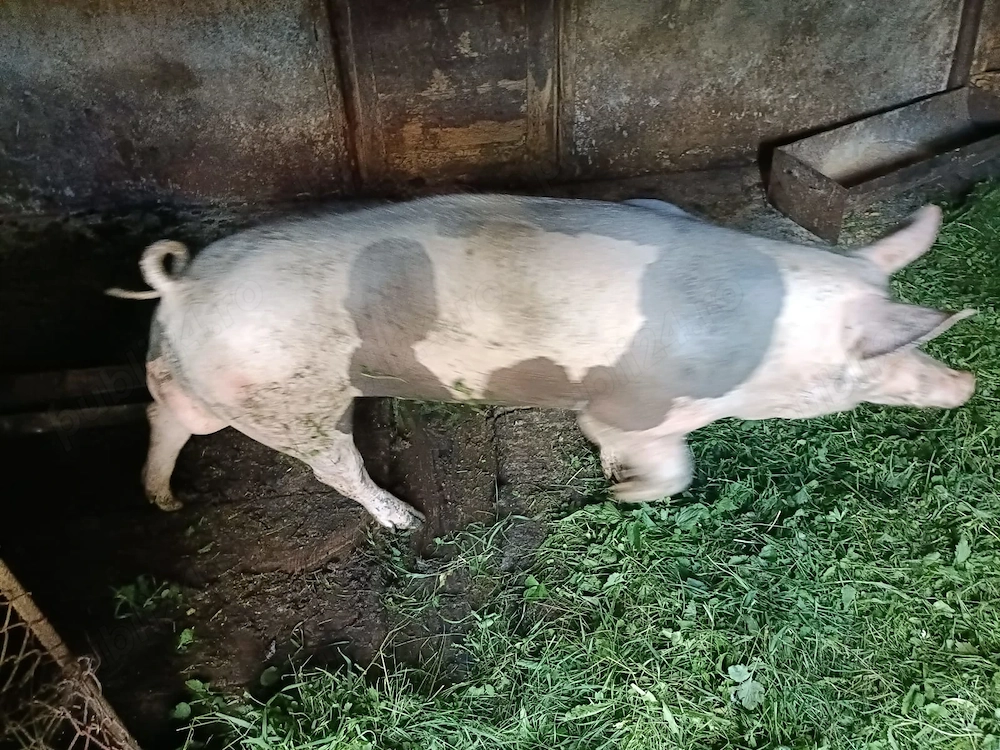 Vier de vanzare