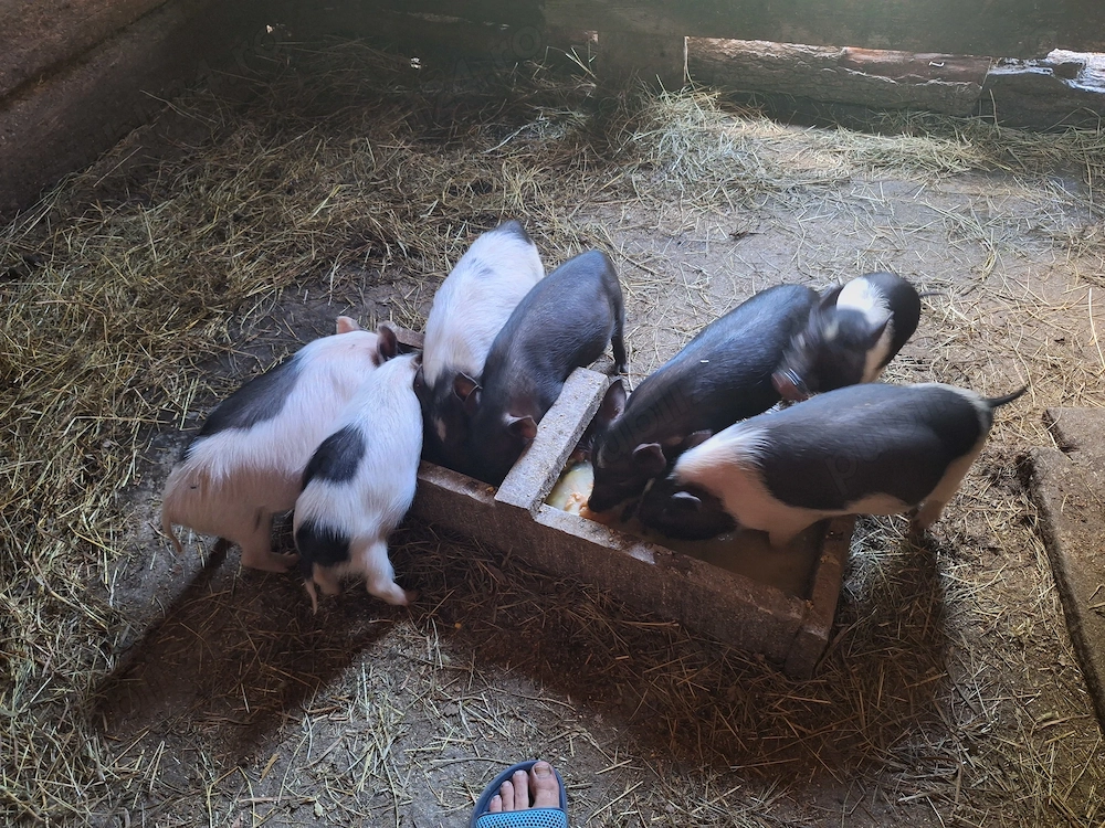 Purcei vietnamezi de 10 săptămâni de vânzare 
