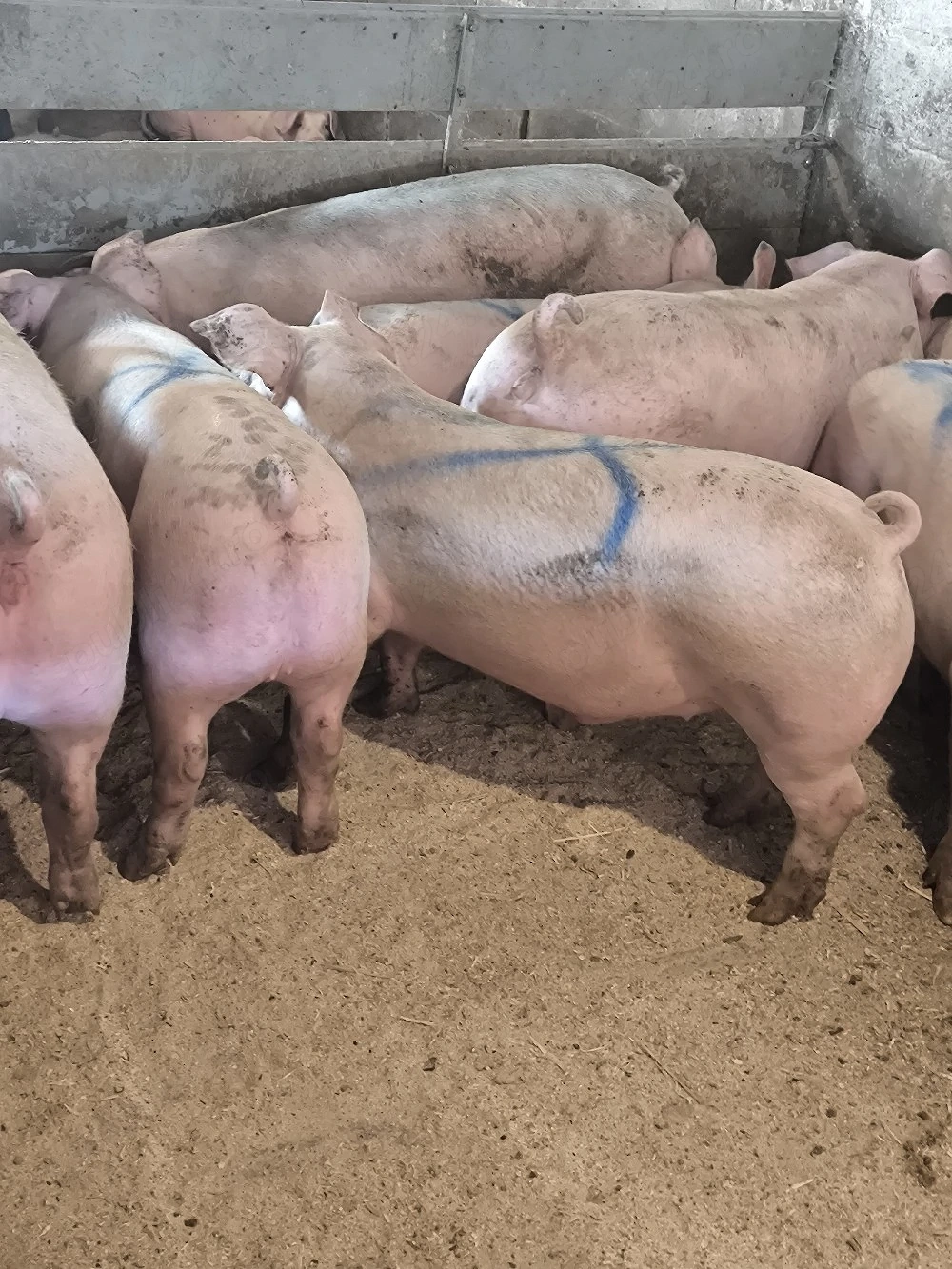 porci între 100-130-200 kg pret 7 lei kg detali la tel   jud sibiu. 