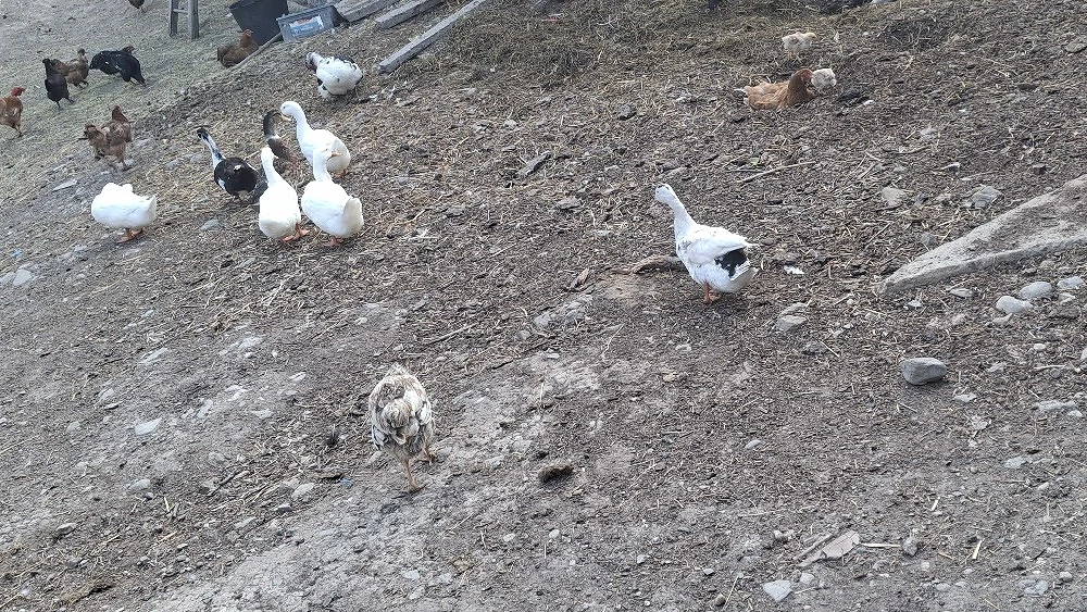 vând 5 rațe si un rățoi bune de tăiat 