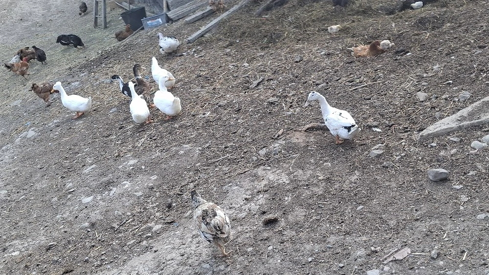 rațe românești de anu trecut  