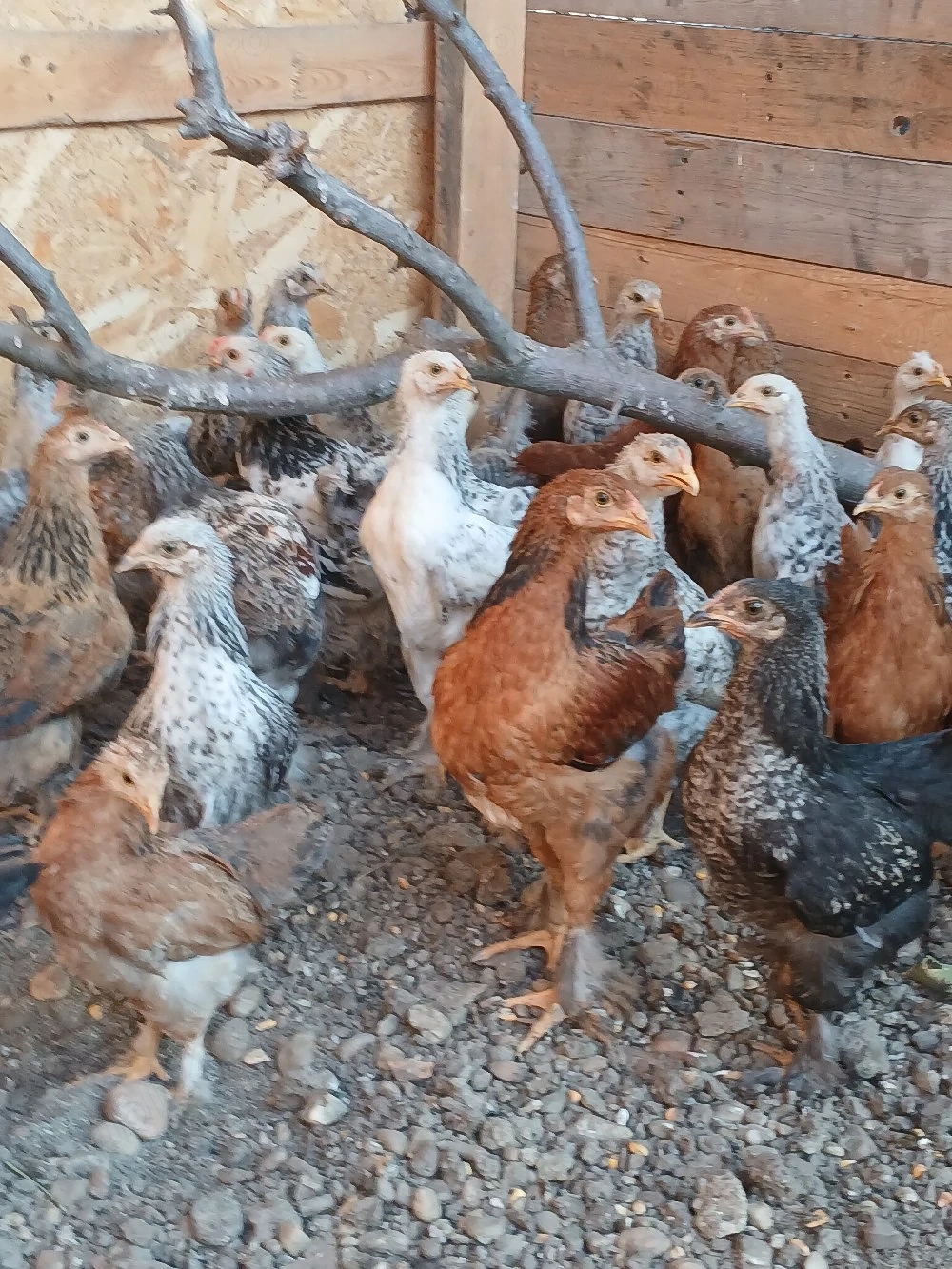 vand pui țărănești de casa,încălțați!