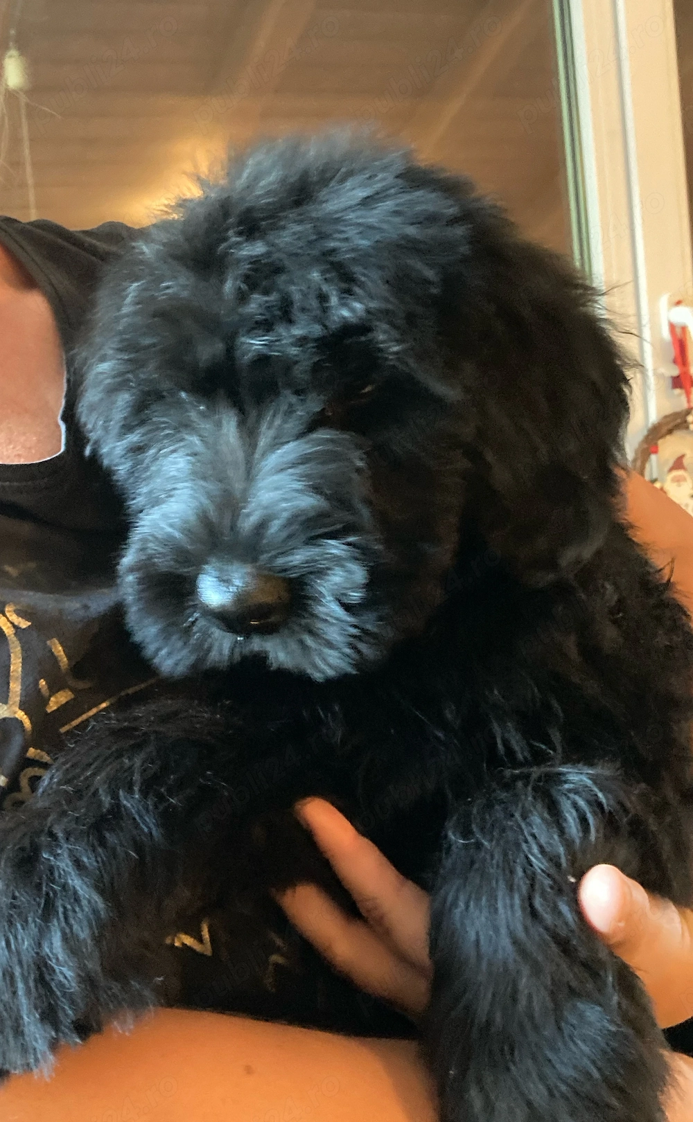 Vând Schnauzer Uriaș 