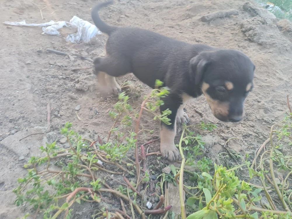 Donam metis de Doberaman