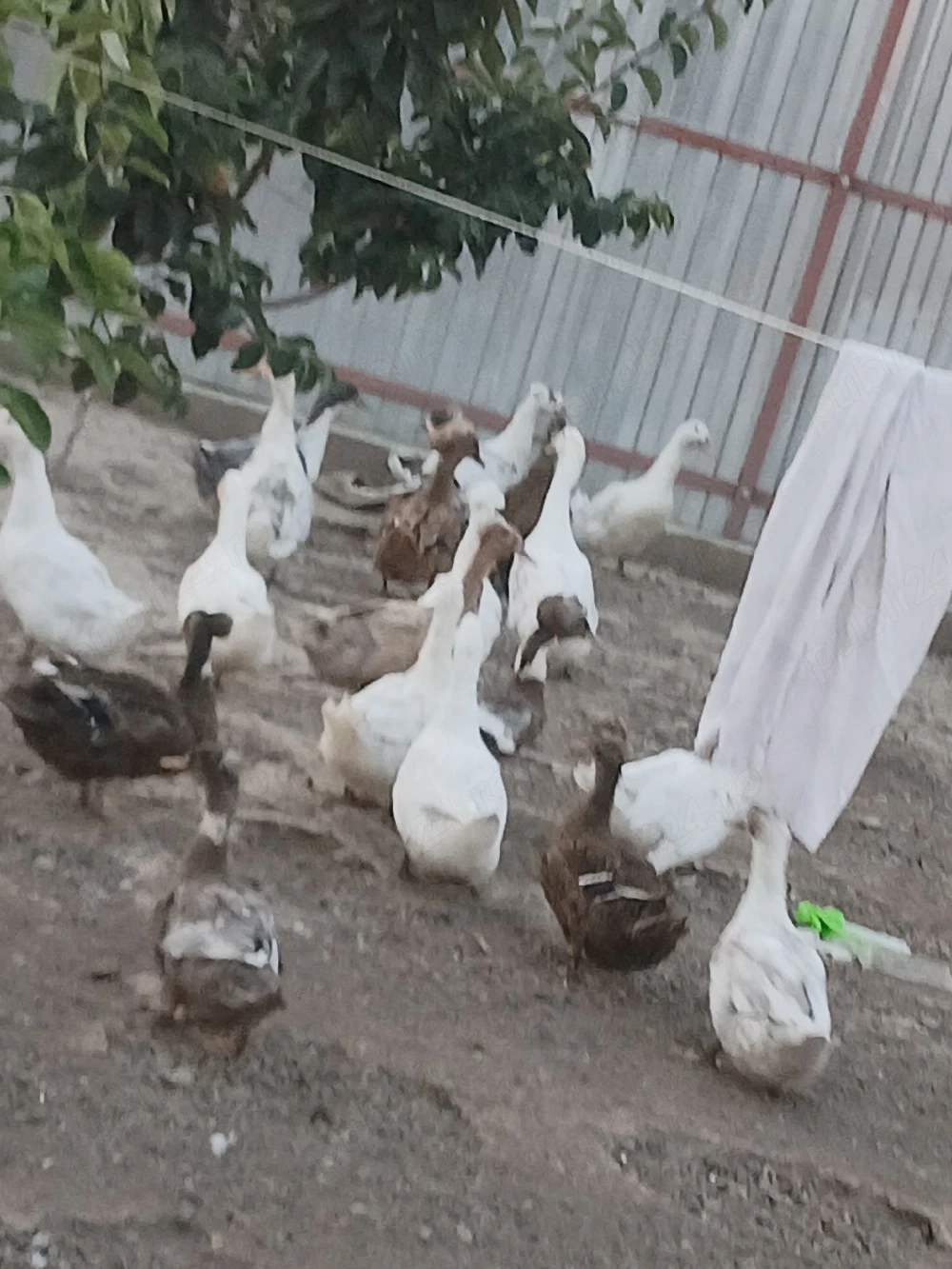 vand gaste si rate