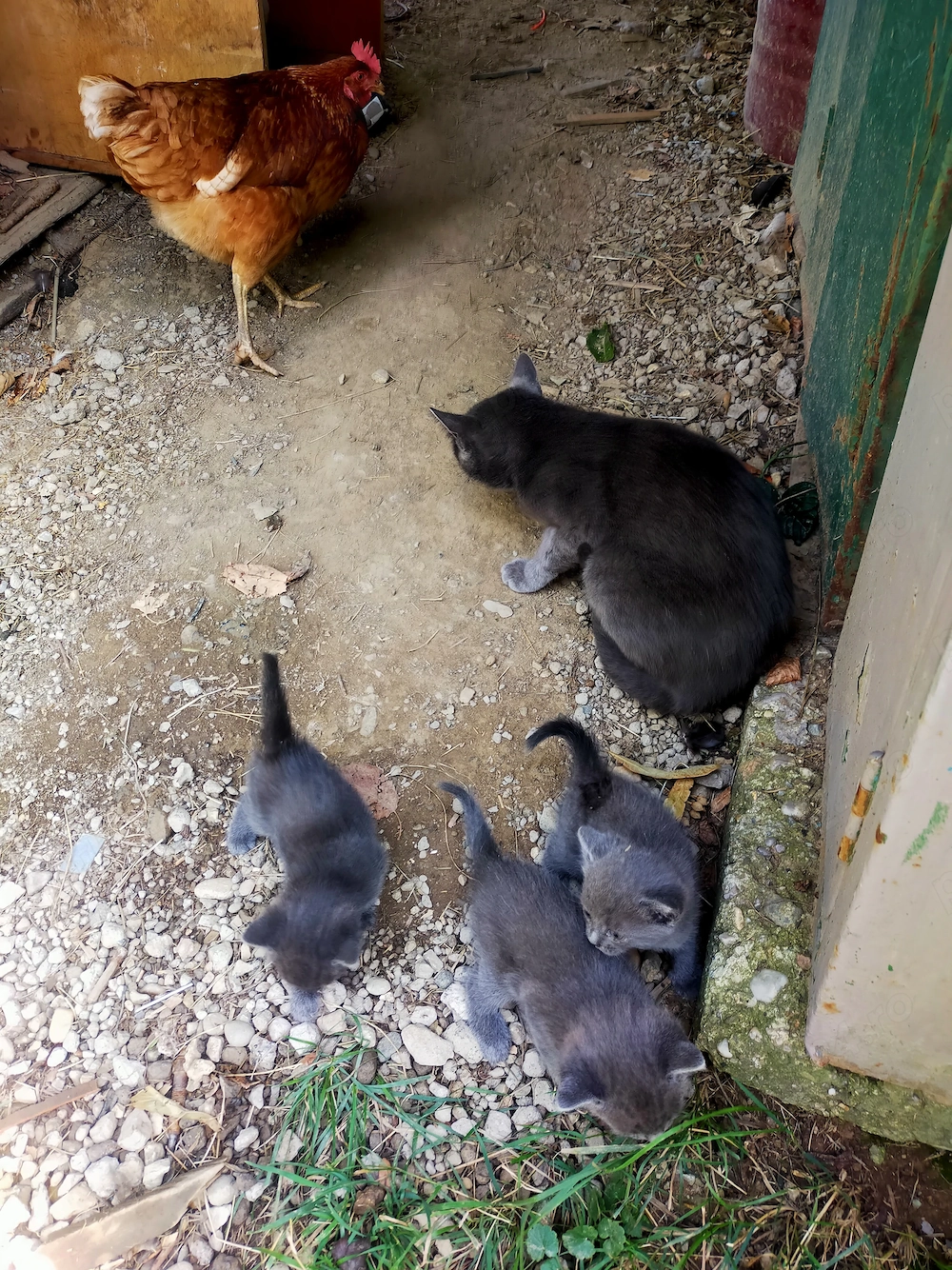 Pisica de vânzare 