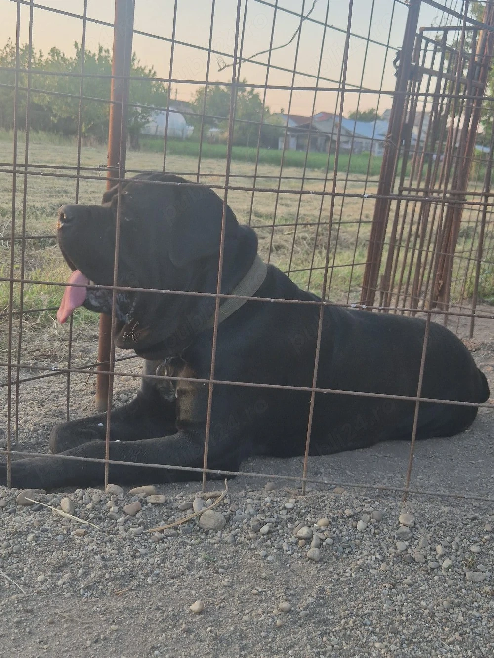 Vand mascul din rasa Cane Corsa