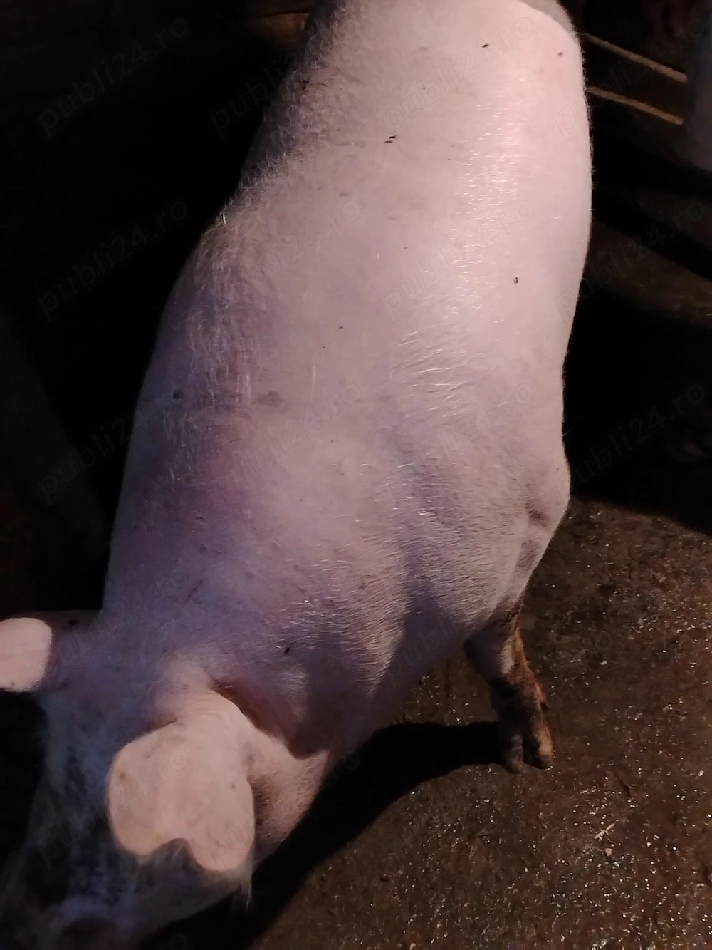 Porc de vânzare 