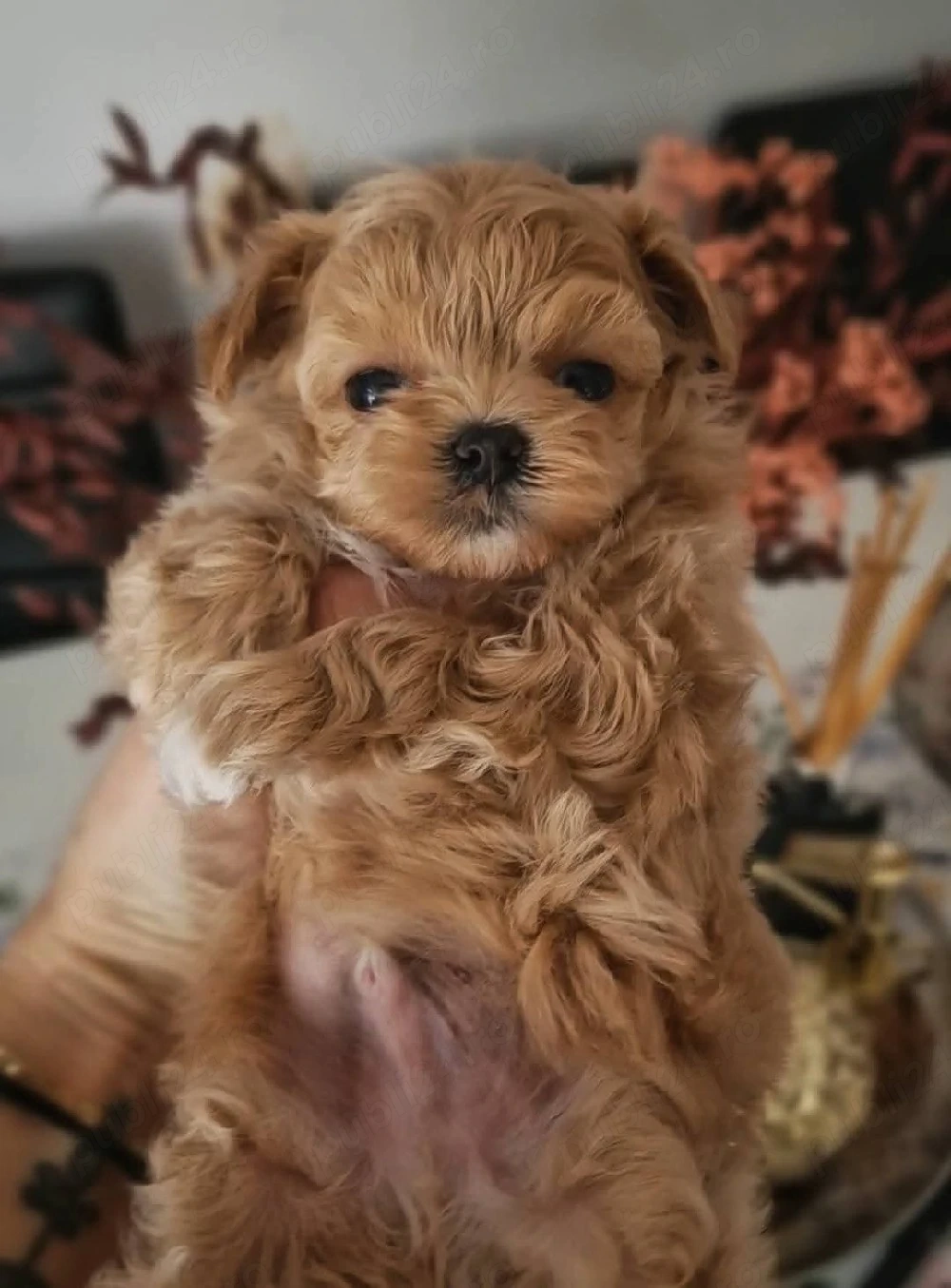 Fetita si baietel maltipoo mini