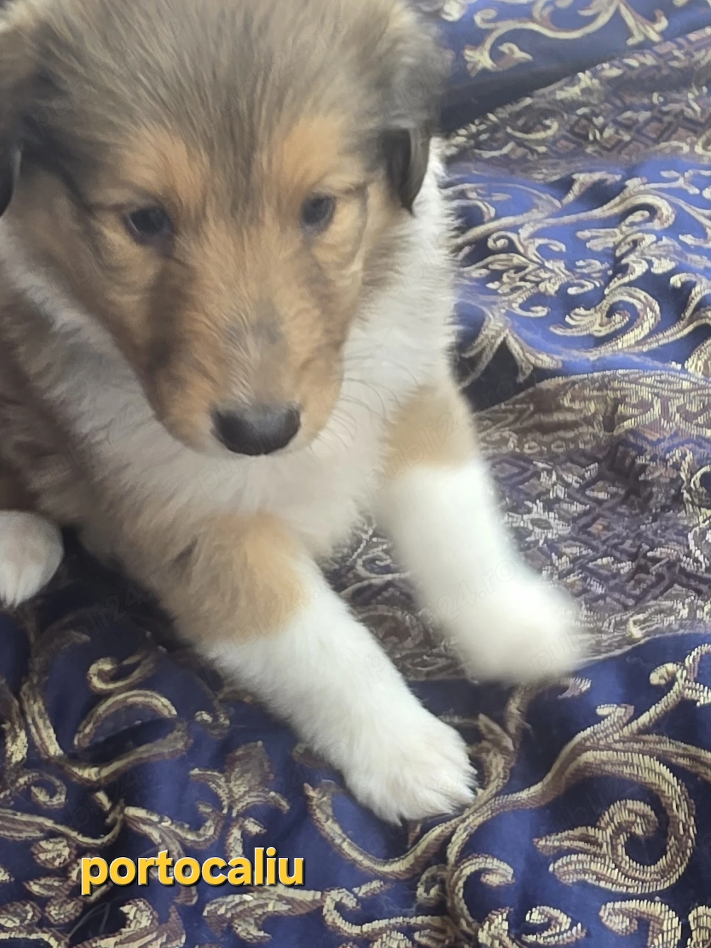 Vand pui femela Collie Rough tricolor