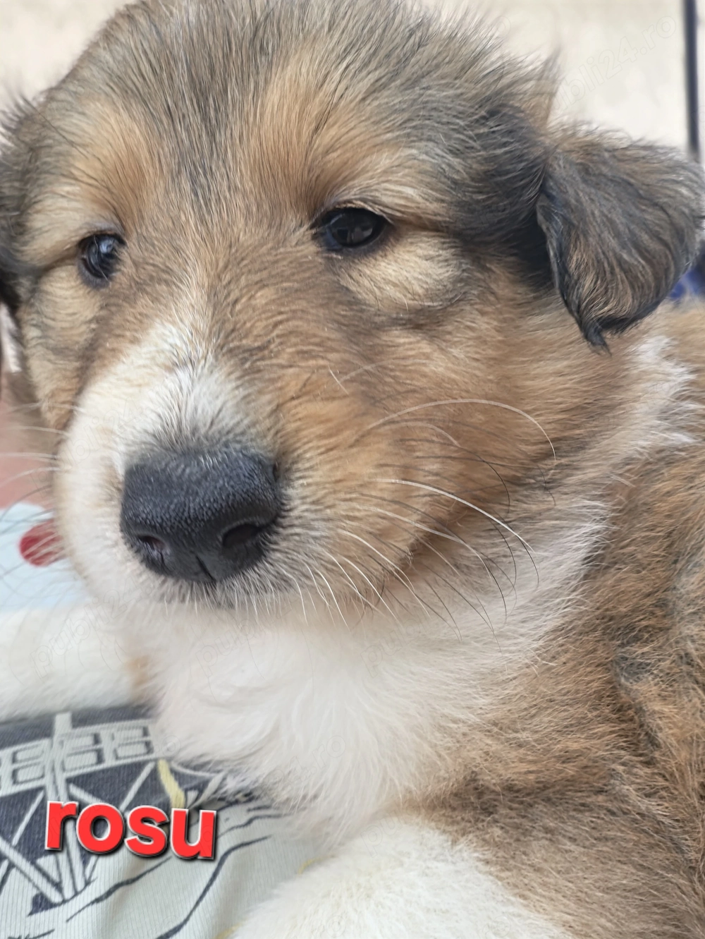 Vand pui Collie Rough tricolori