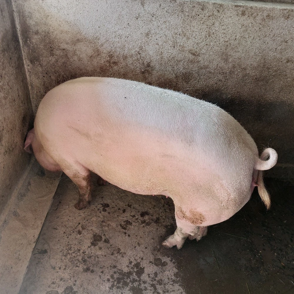 vând o buc.purcea